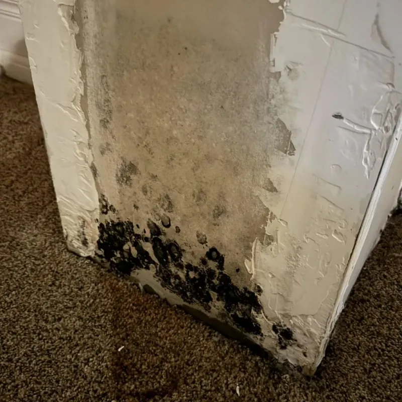 Professional Mold Removal in Menard County, TX